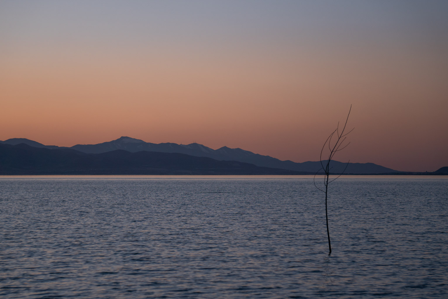 A lone sapling stands in water in front of blue mountains and a dusky orange clear sky